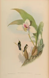Myiabeilla Typica = Abeillia Abeillei